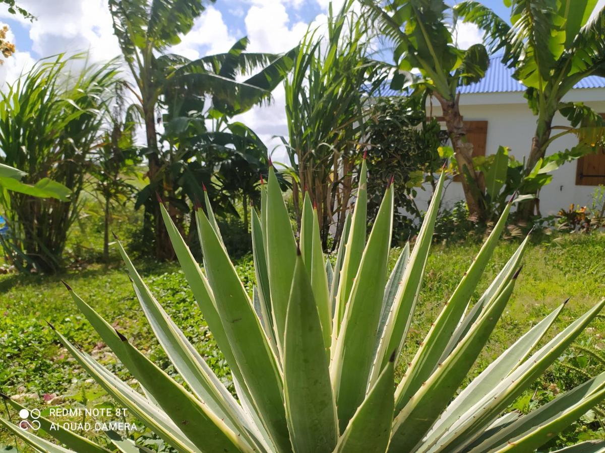 Location Vacances Guadeloupe Gite Et Table D'Hotes Kaz A Klemence Anse-Bertrand Esterno foto