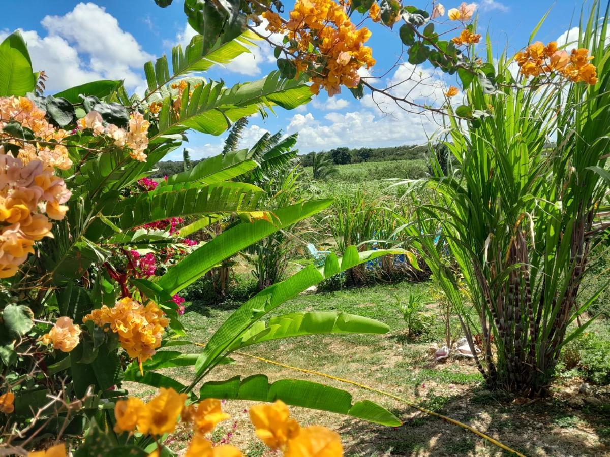 Location Vacances Guadeloupe Gite Et Table D'Hotes Kaz A Klemence Anse-Bertrand Esterno foto